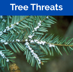 Threatened Trees