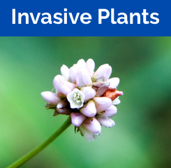 Invasive Plants