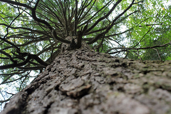 Old Growth Trees