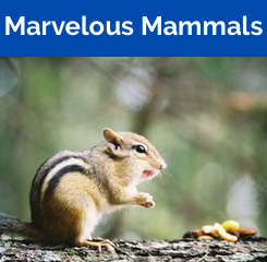 Marvelous Mammals