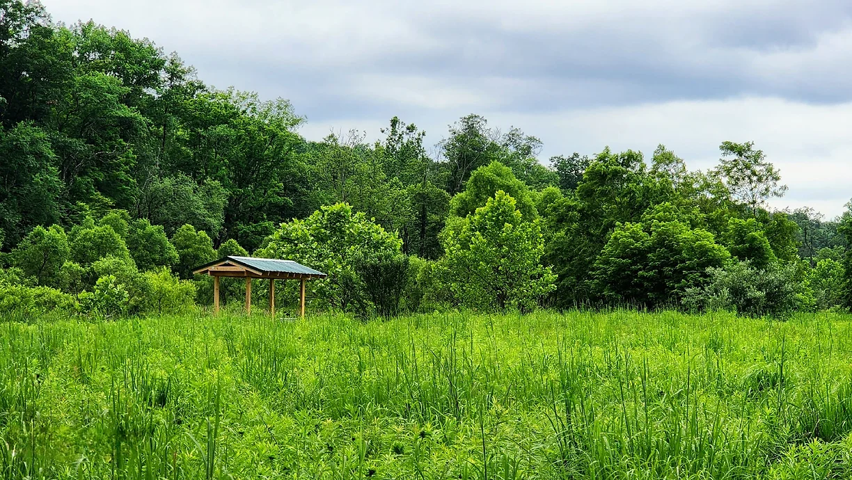 Soaring Eagle Wetland