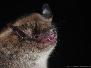 All About Bats