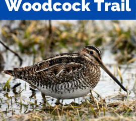 Walk Like a Woodcock