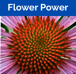 Flower Power