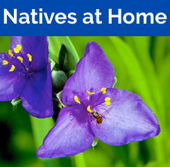 Native Plants at Home