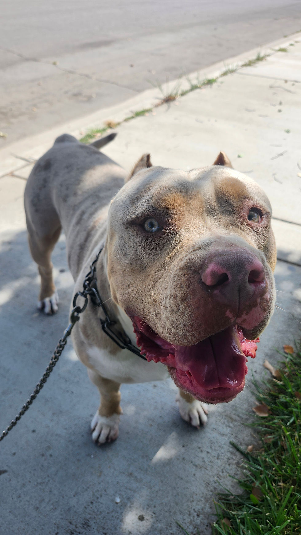 Amor the biggest love bug!