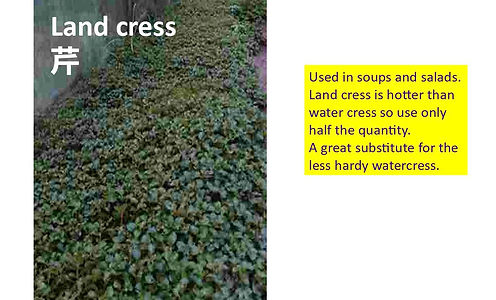 land cress