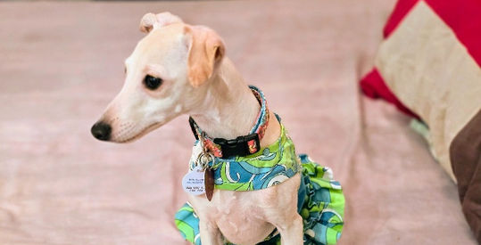 Cream Italian Greyhound
