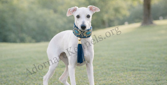 cream male puppy