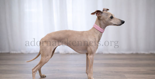 Small Italian Greyhound female at Adornare Kennels