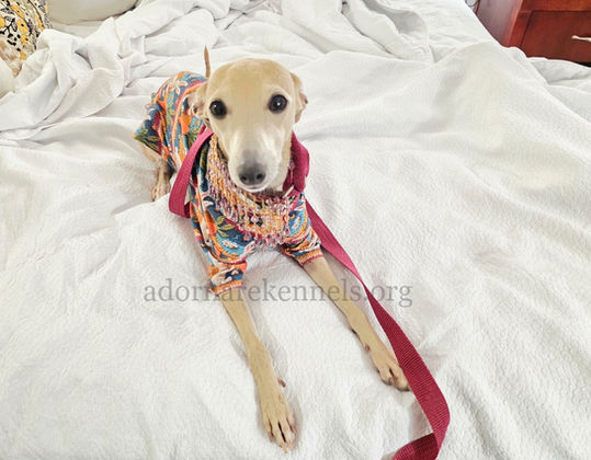 female Italian Greyhound at Adornare Kennels