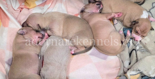 Italian Greyhound puppy for sale at Adornare Kennels