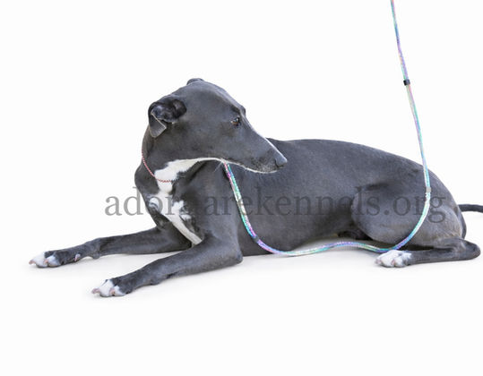 Lean Cuisine female Italian Greyhound at Adornare Kennels