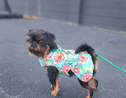 Brussels Griffon female at Adornare Kennels