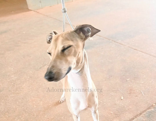 Italian Greyhound male