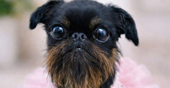 Brussels Griffon(s) at Adornare Kennels