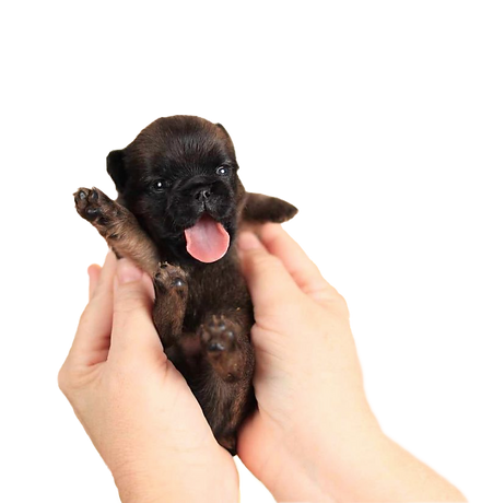 Brussels Griffon Puppy from Adornare Kennels