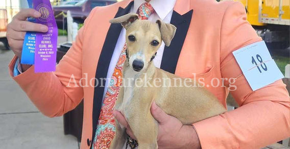 Italian Greyhound Award