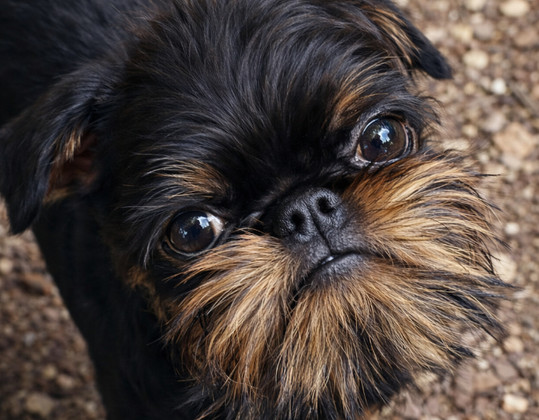 Brussels Griffon female at Adornare Kennels
