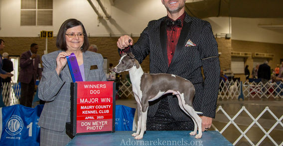 Italian Greyhound Award