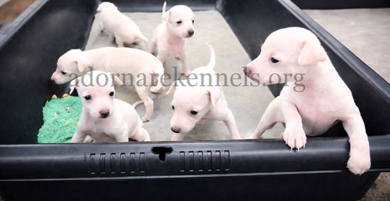 Cream Italian Greyhound Puppies at Adornare Kennels