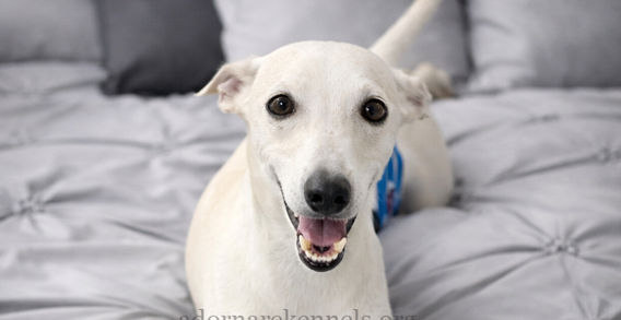 Italian Greyhound(s) from Adornare Kennels