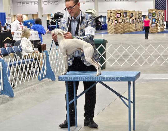 Italian Greyhound Award