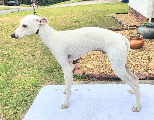 Italian Greyhound Male