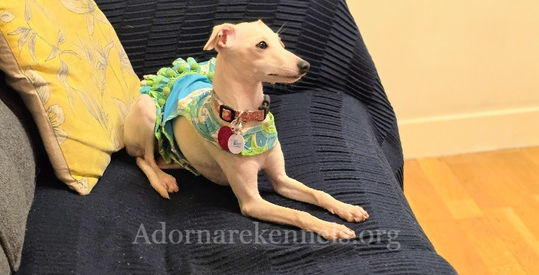 Cream Italian Greyhound