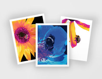 Thermal Bee Prints