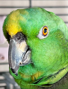 Close up of a yellow-naped Amazon parrot