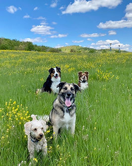 Five dogs posing for a picture during a property walk at Mountain Pets
