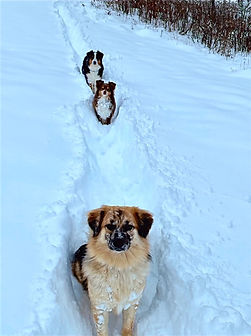 Three dogs walking through two and half feet of snow at Mountain Pets