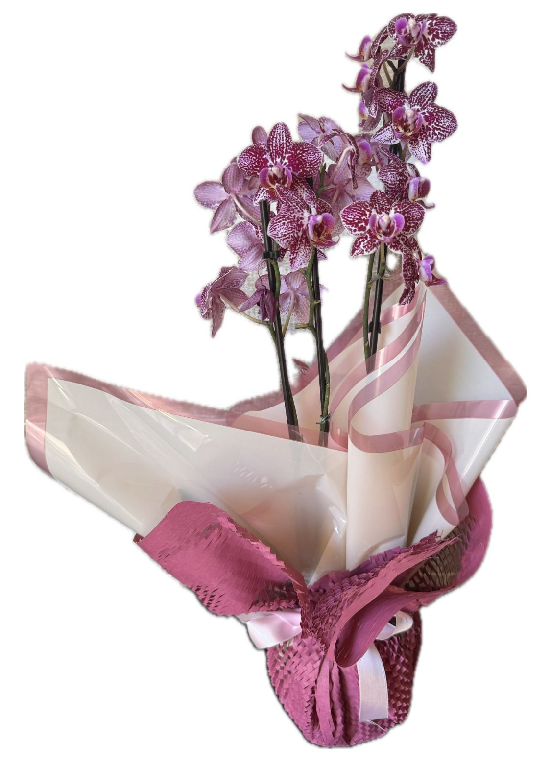****Orquídea Dia das Mães (Cores variadas)