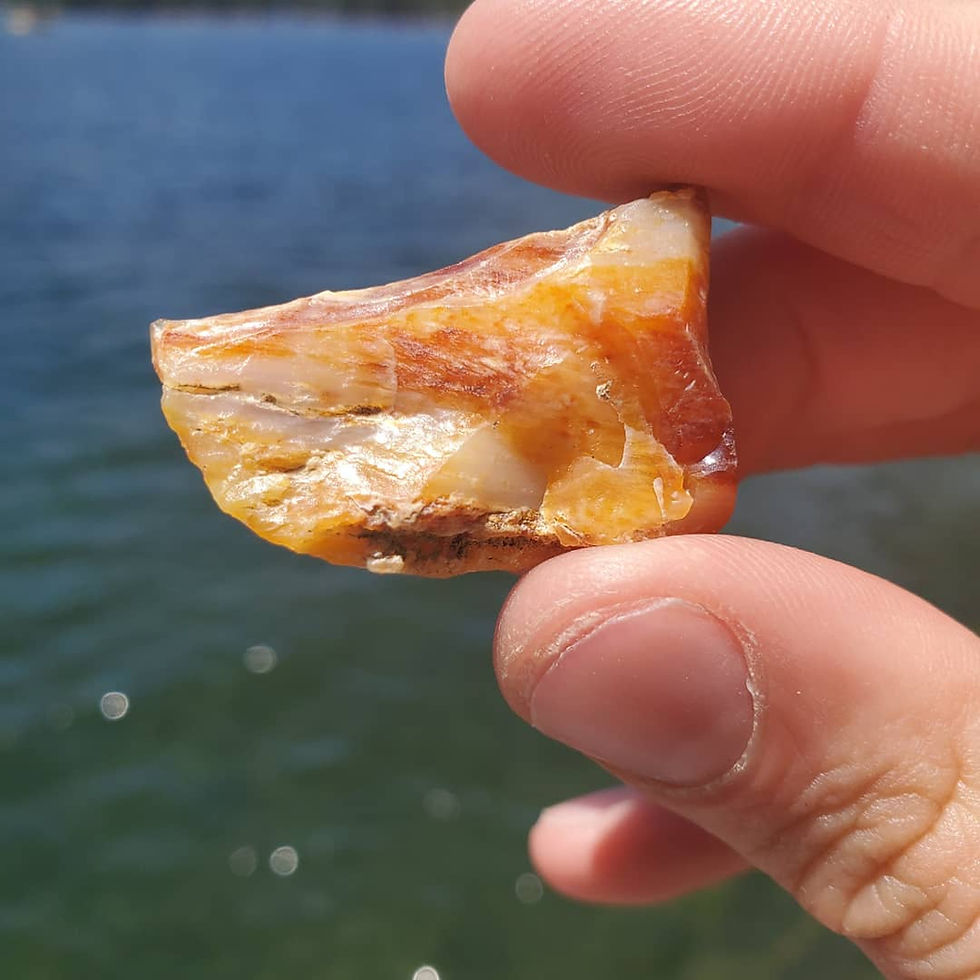 Petrified Wood