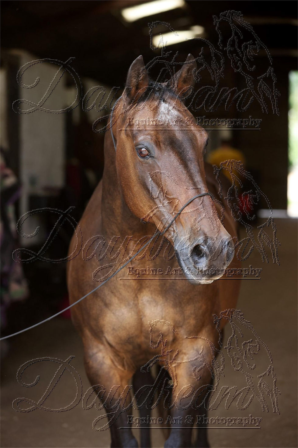ROSE9744