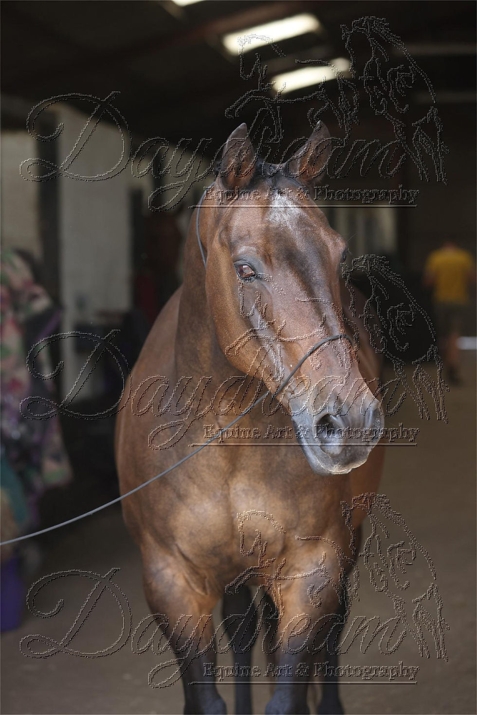 ROSE9751