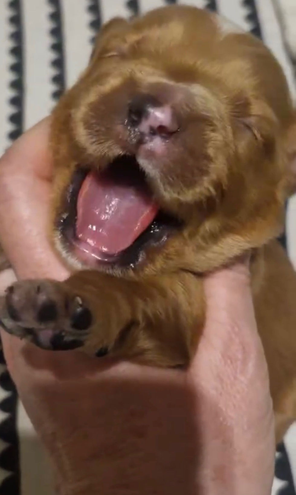 Those closed little eyes and pink nose!