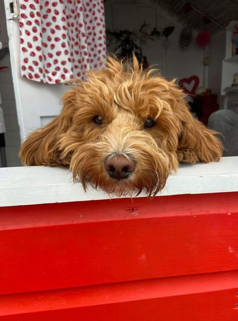 Ladybird Beach Hut | Dogs Welcome | Ladybird Seascapes