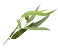 eucalipto_edited.png