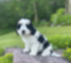 Thumbnail: F1B Toy Bernedoodles, Male, “Hobart”  parents wt 17-23 lbs