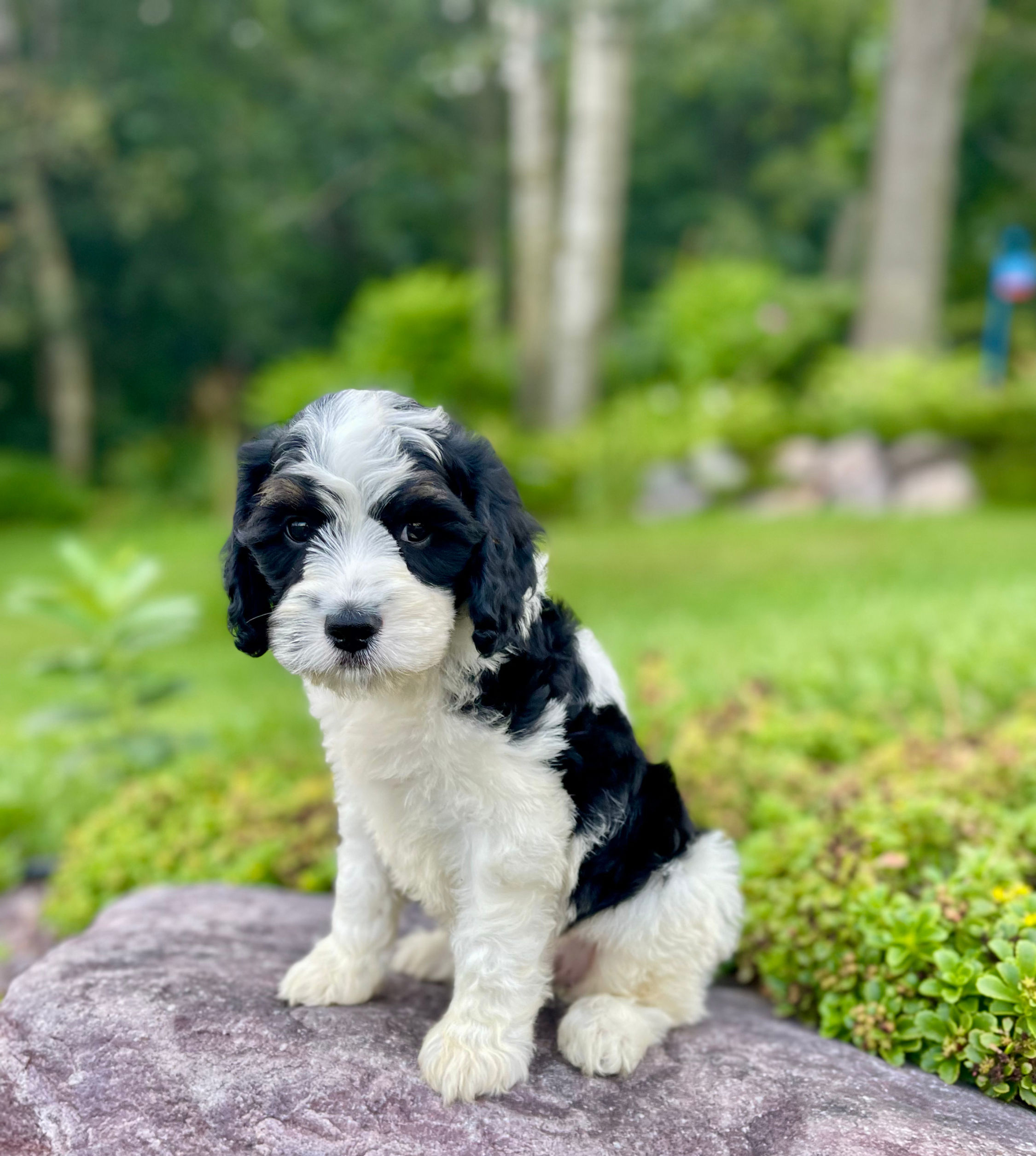 F1 Mini-Bernedoodle Female, "Whisper" Projected Weight: 30 LBS
