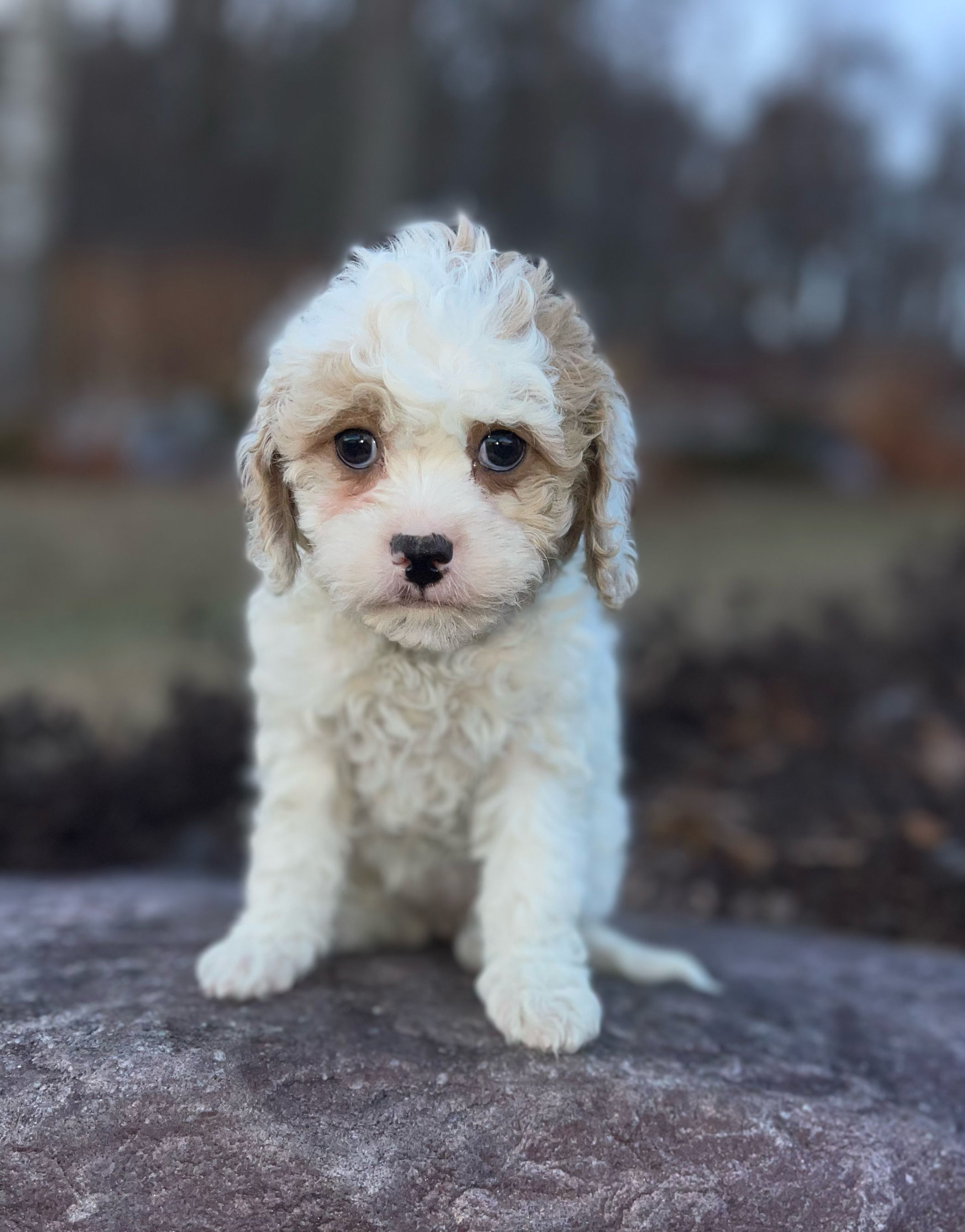 F2 Cavapoo Female, "Cotton Candy" Deposit w/Jennifer M.