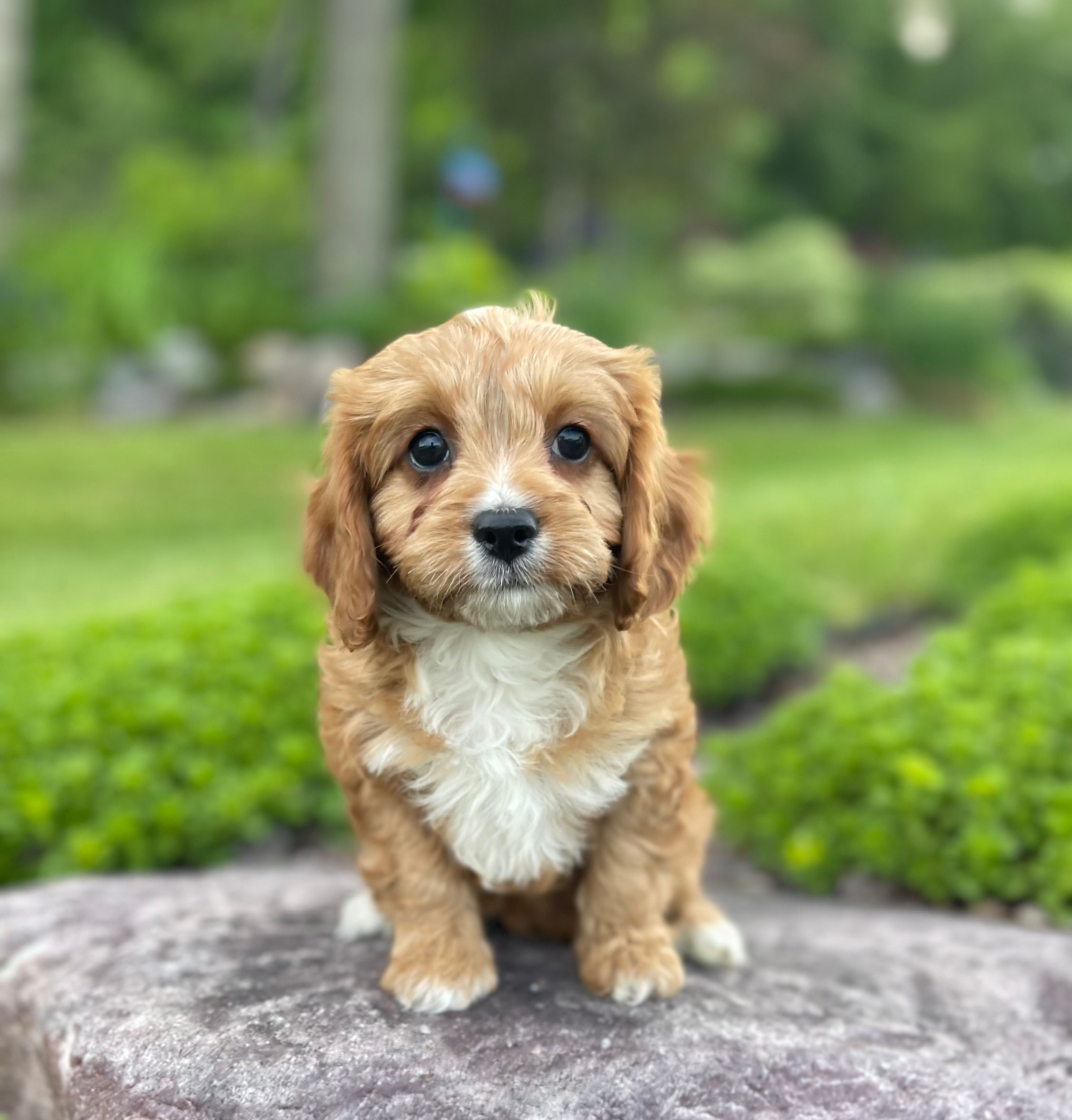 F1 Cavapoo Female, "Eve" Parents Weight: 13 & 15 LBS