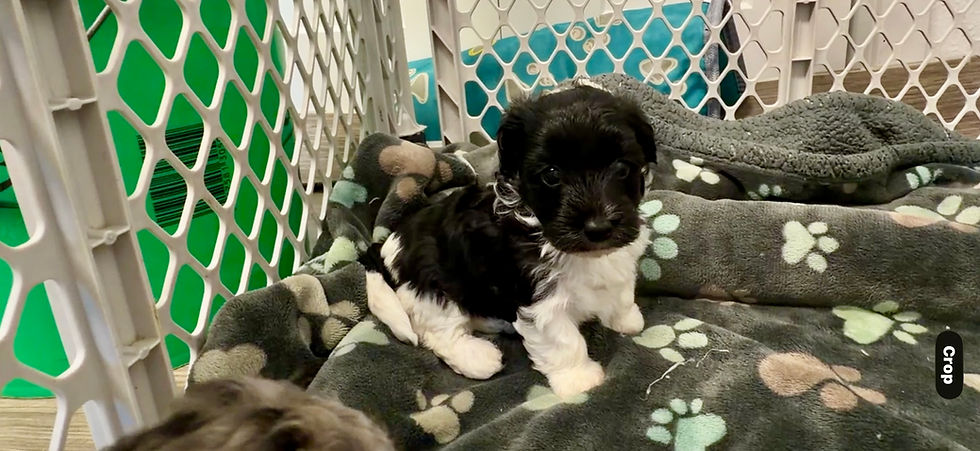 Thumbnail: Morkie-poo, Male “Pluto” parents 9-12 lbs, ready Aug 17 