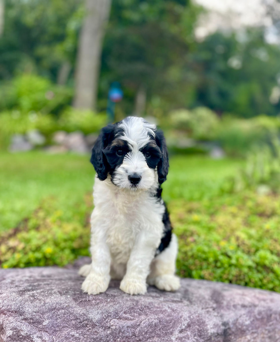 Thumbnail: F1 Mini-Bernedoodle Female, "Whisper" Projected Weight: 30 LBS
