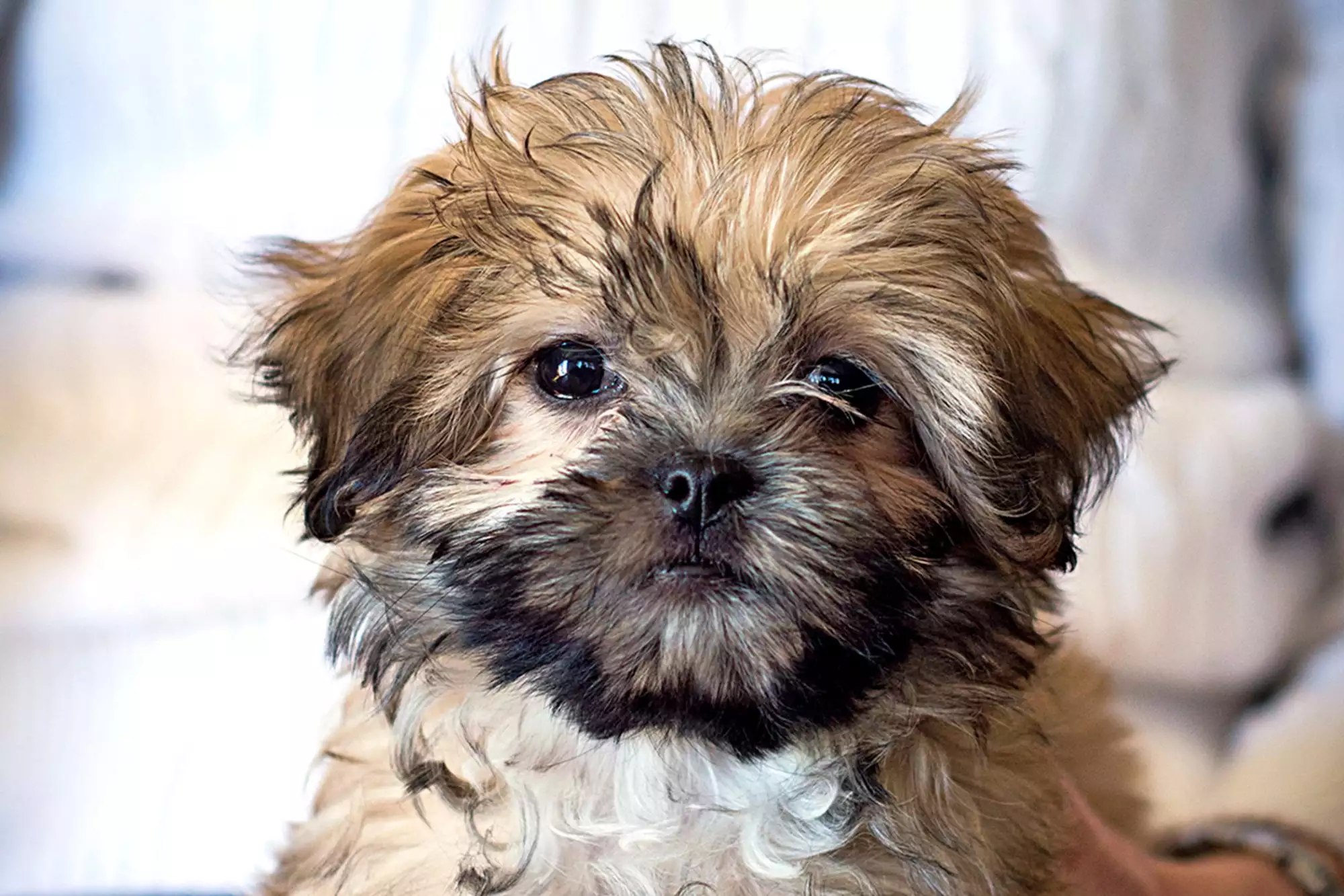 teddy.webp