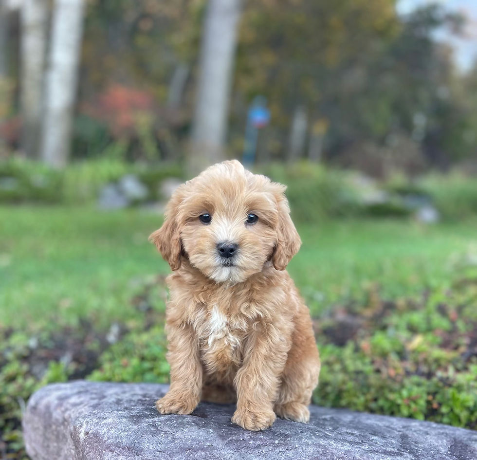 Thumbnail: Shipoo (Teddy Bear) Male, "Reese's" Parents Weight: 10 & 13 LBS