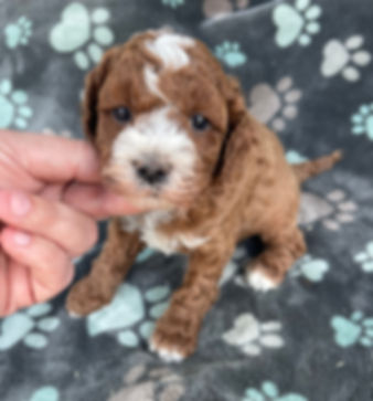 F2 Cavapoo Male, "Deere" Parents Weight: 13 & 16 LBS