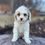 Thumbnail: F2 Cavapoo Female, "Cotton Candy" Deposit w/Jennifer M.